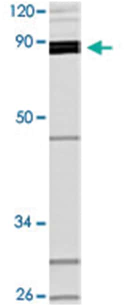 EXO1 Rabbit anti-Human, Mouse, Polyclonal Antibody, Abnova 100 &mu;L | Buy Online | Abnova | Fisher Scientific