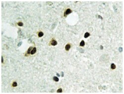 HIST1H2BH Rabbit anti-Human, Mouse, Polyclonal Antibody, Abnova 100 &mu;L | Buy Online | Abnova Corporation | Fisher Scientific