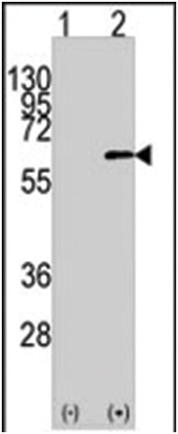 AKT1 Rabbit anti-Human, Polyclonal Antibody, Abnova 400 &mu;L | Buy Online | Abnova Corporation | Fisher Scientific