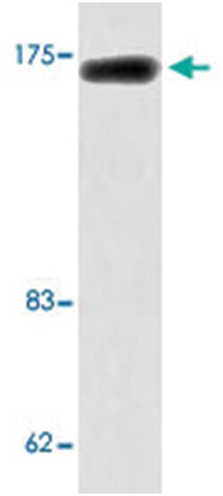 BAI1 Rabbit anti-Human, Mouse, Polyclonal Antibody, Abnova 100&mu;L; Unlabeled:Antibodies,