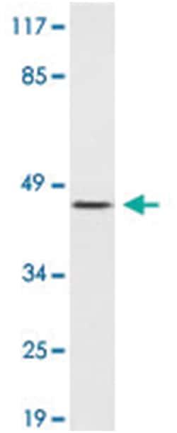 OR4D1, Rabbit, Polyclonal Antibody, Abnova 100&mu;L; Unlabeled:Antibodies,