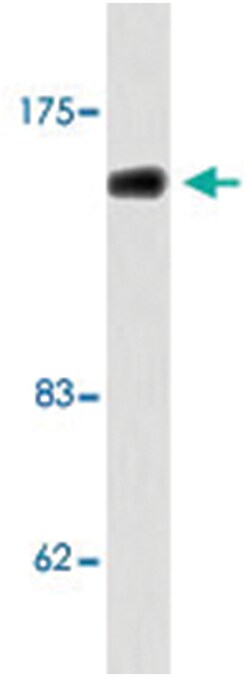 ZEB2 Rabbit anti-Human, Mouse, Polyclonal Antibody, Abnova 100 &mu;L | Buy Online | Abnova Corporation | Fisher Scientific