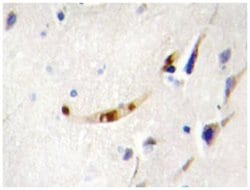 ZEB2 Rabbit anti-Human, Mouse, Polyclonal Antibody, Abnova 100 &mu;L | Buy Online | Abnova Corporation | Fisher Scientific