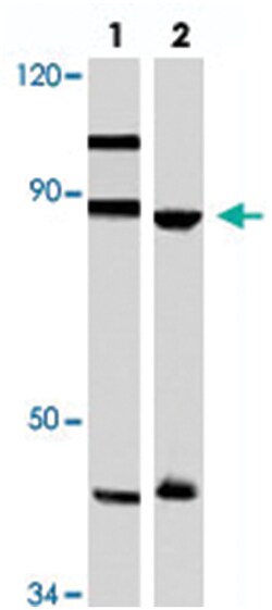 TPX2 Rabbit anti-Human, Mouse, Polyclonal Antibody, Abnova 100 &mu;L | Buy Online | Abnova Corporation | Fisher Scientific