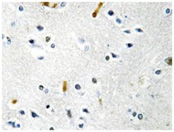 TPX2 Rabbit anti-Human, Mouse, Polyclonal Antibody, Abnova 100 &mu;L | Buy Online | Abnova Corporation | Fisher Scientific