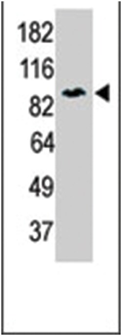 MARK1 Rabbit anti-Human, Mouse, Polyclonal Antibody, Abnova 400&mu;L; Unlabeled:Antibodies,
