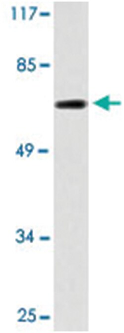 DDX55, Rabbit, Polyclonal Antibody, Abnova 100&mu;L; Unlabeled:Antibodies,