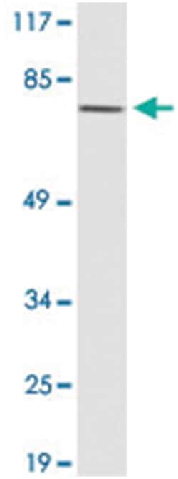 OR52E4, Rabbit, Polyclonal Antibody, Abnova 100&mu;L; Unlabeled:Antibodies,
