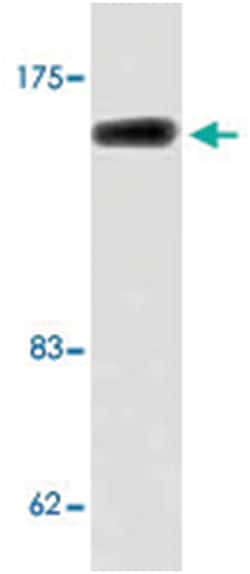 POLR3A Rabbit anti-Human, Mouse, Polyclonal Antibody, Abnova 100 &mu;L | Buy Online | Abnova | Fisher Scientific