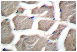 BAK1 Rabbit anti-Human, Mouse, Polyclonal Antibody, Abnova 100&mu;L; Unlabeled:Antibodies,