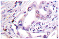 CDC6 Rabbit anti-Human, Mouse, Polyclonal Antibody, Abnova 100&mu;L; Unlabeled:Antibodies,