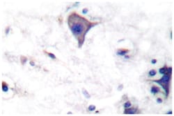 CLDN5 Rabbit anti-Human, Mouse, Rat, Polyclonal Antibody, Abnova 100 &mu;L | Buy Online | Abnova Corporation | Fisher Scientific