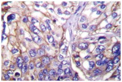CLDN7 Rabbit anti-Human, Mouse, Rat, Polyclonal Antibody, Abnova 100 &mu;L | Buy Online | Abnova Corporation | Fisher Scientific