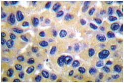 COL2A1 Rabbit anti-Human, Mouse, Rat, Polyclonal Antibody, Abnova 100 &mu;L | Buy Online | Abnova Corporation | Fisher Scientific