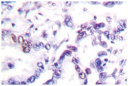 CCNE1 Rabbit anti-Human, Mouse, Rat, Polyclonal Antibody, Abnova 100&mu;L;