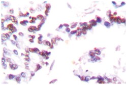 CCNG1, Rabbit, Polyclonal Antibody, Abnova 100 &mu;L | Buy Online | Abnova Corporation | Fisher Scientific