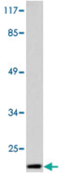 CYCS Rabbit anti-Human, Mouse, Rat, Polyclonal Antibody, Abnova 100 &mu;L | Buy Online | Abnova Corporation | Fisher Scientific