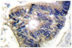 CYCS Rabbit anti-Human, Mouse, Rat, Polyclonal Antibody, Abnova 100 &mu;L | Buy Online | Abnova Corporation | Fisher Scientific