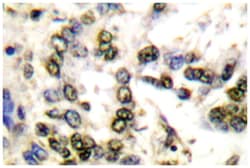 PARK7 Rabbit anti-Human, Mouse, Polyclonal Antibody, Abnova 100&mu;L; Unlabeled:Antibodies,