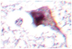 E2F6, Rabbit, Polyclonal Antibody, Abnova 100 &mu;L | Buy Online | Abnova Corporation | Fisher Scientific