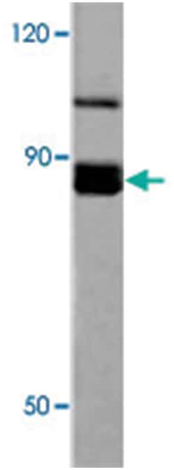 EEF2K Rabbit anti-Human, Rat, Polyclonal Antibody, Abnova 100 &mu;L | Buy Online | Abnova Corporation | Fisher Scientific
