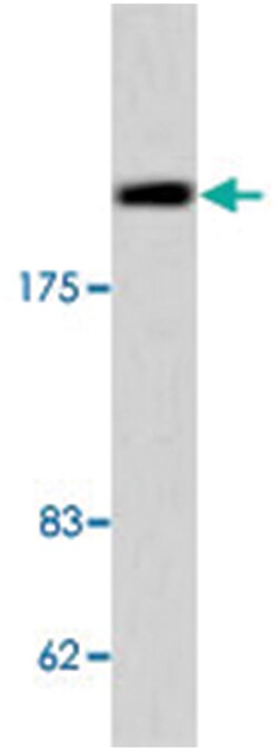 MCM3AP, Rabbit, Polyclonal Antibody, Abnova 100&mu;L; Unlabeled:Antibodies,
