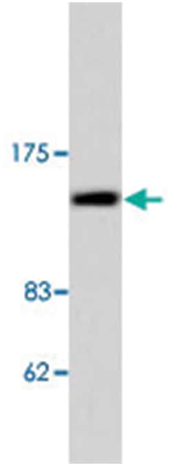 HDAC6 Rabbit anti-Human, Mouse, Polyclonal Antibody, Abnova 100 &mu;L | Buy Online | Abnova Corporation | Fisher Scientific
