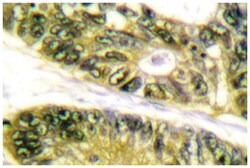 HDAC6 Rabbit anti-Human, Mouse, Polyclonal Antibody, Abnova 100 &mu;L | Buy Online | Abnova Corporation | Fisher Scientific
