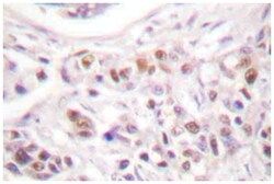RAD17 Rabbit anti-Human, Mouse, Polyclonal Antibody, Abnova 100&mu;L; Unlabeled:Anticuerpos