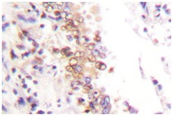 PIAS1 Rabbit anti-Human, Mouse, Polyclonal Antibody, Abnova 100 &mu;L | Buy Online | Abnova Corporation | Fisher Scientific