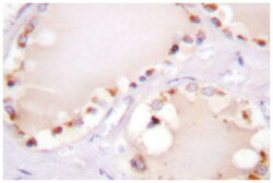 BMX Rabbit anti-Human, Mouse, Polyclonal Antibody, Abnova 100&mu;L; Unlabeled:Antibodies,