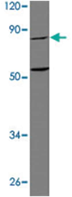 RPS6KA5 Rabbit anti-Human, Mouse, Polyclonal Antibody, Abnova 100 &mu;L | Buy Online | Abnova Corporation | Fisher Scientific