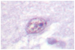 Abnova Corporation SOX9 Rabbit anti-Human, Mouse, Polyclonal Antibody, Abnova™