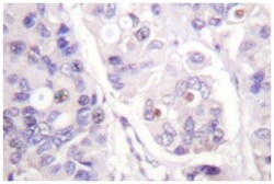 CDC16 Rabbit anti-Human, Mouse, Polyclonal Antibody, Abnova 100 &mu;L | Buy Online | Abnova | Fisher Scientific