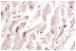 EPB49 Rabbit anti-Human, Mouse, Polyclonal Antibody, Abnova 100 &mu;L | Buy Online | Abnova Corporation | Fisher Scientific