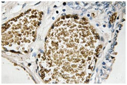 FOSB Rabbit anti-Human, Mouse, Polyclonal Antibody, Abnova 100 &mu;L | Buy Online | Abnova Corporation | Fisher Scientific
