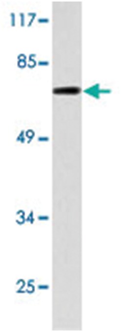 XRCC6 Rabbit anti-Human, Mouse, Polyclonal Antibody, Abnova 100&mu;L; Unlabeled:Antibodies,