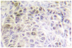 XRCC6 Rabbit anti-Human, Mouse, Polyclonal Antibody, Abnova 100&mu;L; Unlabeled:Antibodies,