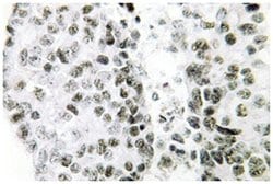 SNAI1 Rabbit anti-Human, Mouse, Polyclonal Antibody, Abnova 100&mu;L; Unlabeled:Antibodies,