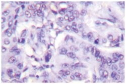 MDM2 Rabbit anti-Human, Mouse, Polyclonal Antibody, Abnova 100&mu;L; Unlabeled:Antibodies,