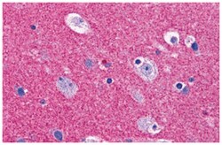 RIMS2 Rabbit anti-Human, Polyclonal Antibody, Abnova 100&mu;g; Unlabeled:Antibodies,