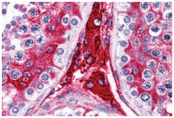 WDR35 Rabbit anti-Human, Polyclonal Antibody, Abnova 100&mu;g; Unlabeled:Antibodies,