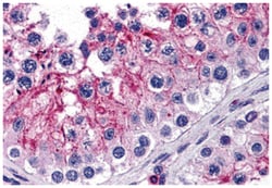 KPNA5 Rabbit anti-Human, Polyclonal Antibody, Abnova 100 &mu;g | Buy Online | Abnova Corporation | Fisher Scientific