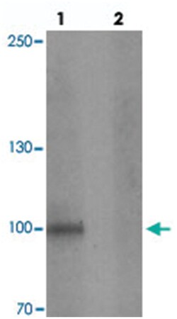 STOX1 Rabbit anti-Human, Polyclonal Antibody, Abnova 100&mu;g; Unlabeled:Anticuerpos