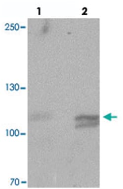 DHX36 Rabbit anti-Human, Mouse, Polyclonal Antibody, Abnova 100 &mu;g | Buy Online | Abnova Corporation | Fisher Scientific