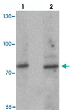 JAKMIP1, Rabbit, Polyclonal Antibody, Abnova 100&mu;g; Unlabeled:Antibodies,