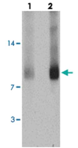 CCL17, Rabbit, Polyclonal Antibody, Abnova 100 &mu;g | Buy Online | Abnova Corporation | Fisher Scientific