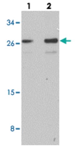 RRAS2, Rabbit, Polyclonal Antibody, Abnova 100 &mu;g | Buy Online | Abnova Corporation | Fisher Scientific