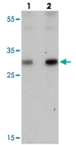 PTRF, Rabbit, Polyclonal Antibody, Abnova 100 &mu;g | Buy Online | Abnova Corporation | Fisher Scientific