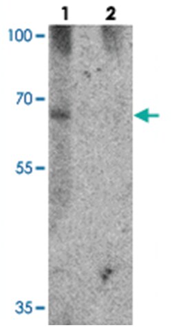 GBP5, Rabbit, Polyclonal Antibody, Abnova 100 &mu;g | Buy Online | Abnova Corporation | Fisher Scientific